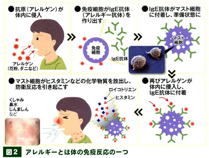 図２　アレルギーとは体の免疫反応の一つ