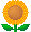 ひまわり画像